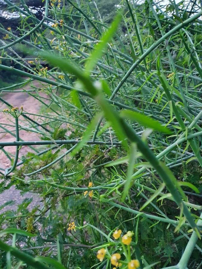 Euphorbia gossypina — houseplant care guide