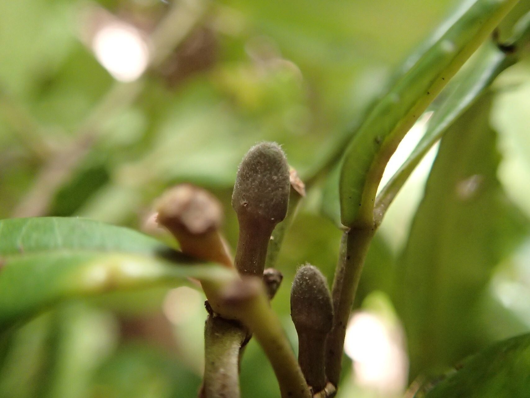 Cunonia linearisepala fruit