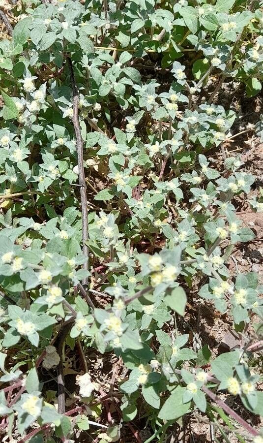 Gomphrena tomentosa habit