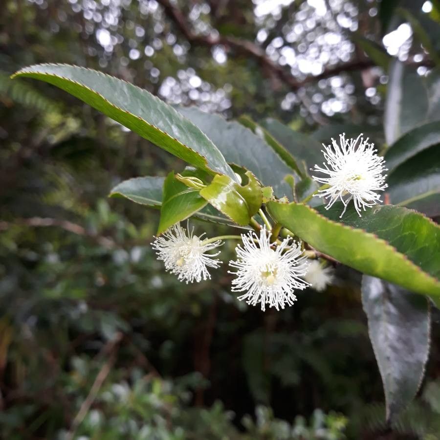 Aphloia theiformis flower