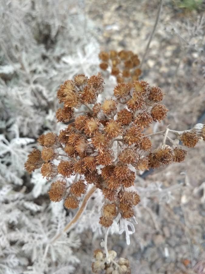 Senecio cineraria fruit