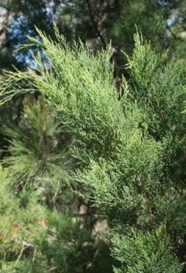 Callitris rhomboidea — search result for 'Cupressaceae'