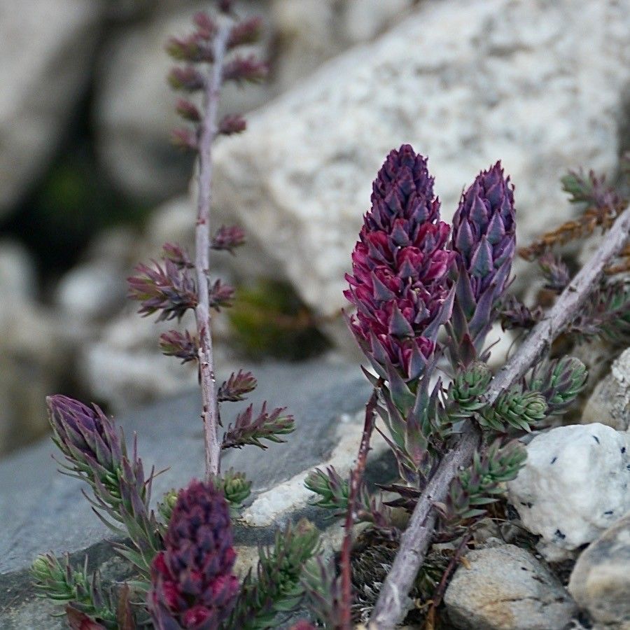 Bartsia pedicularoides other
