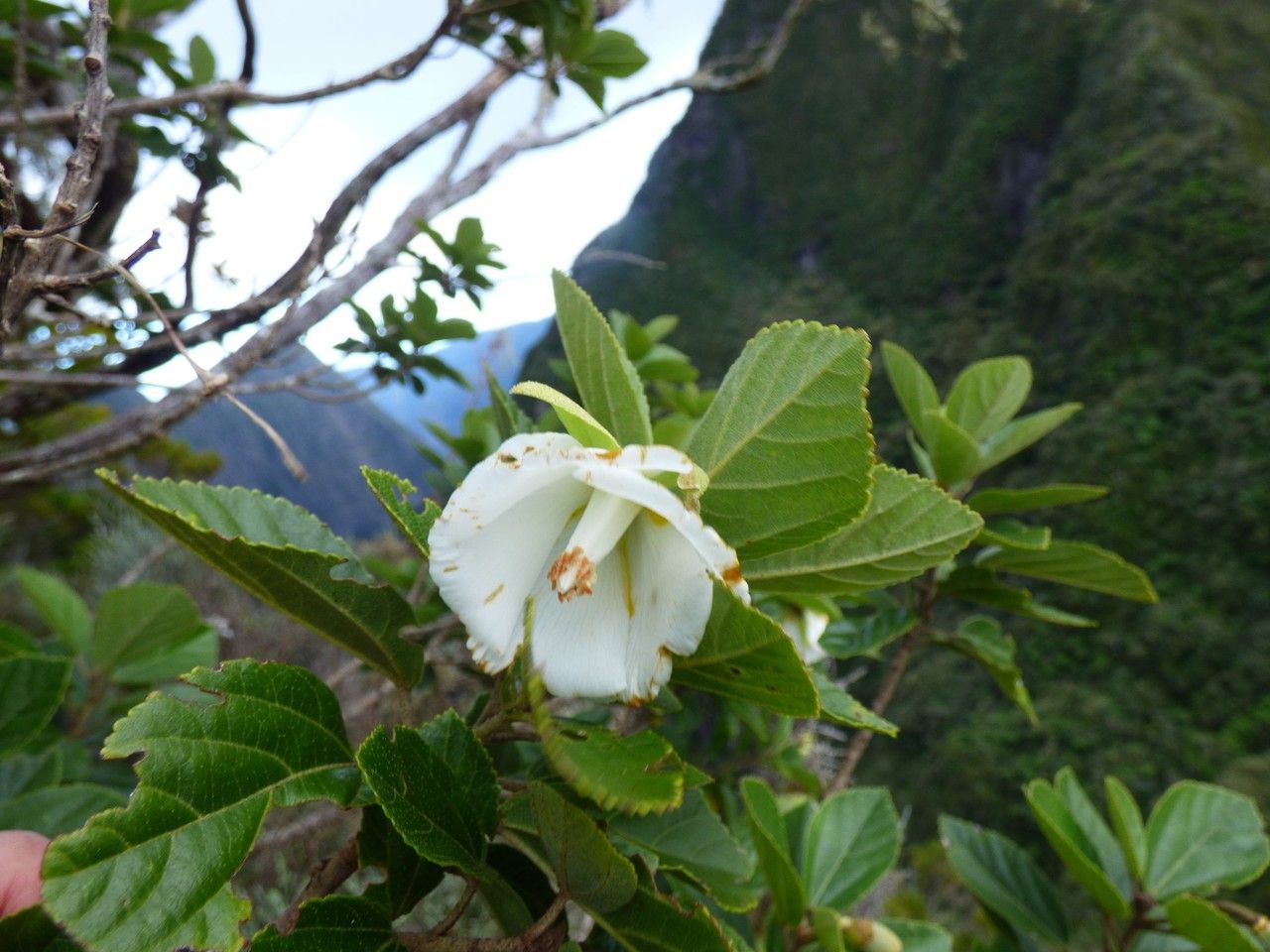 Trochetia granulata flower