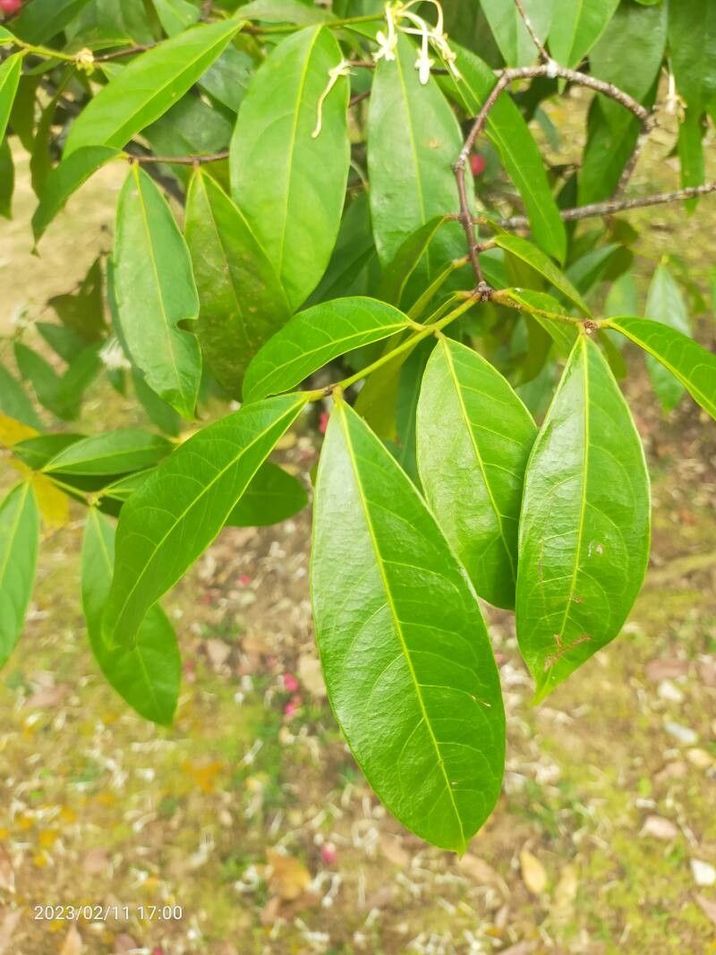Phaleria clerodendron — search result for 'Daphne'