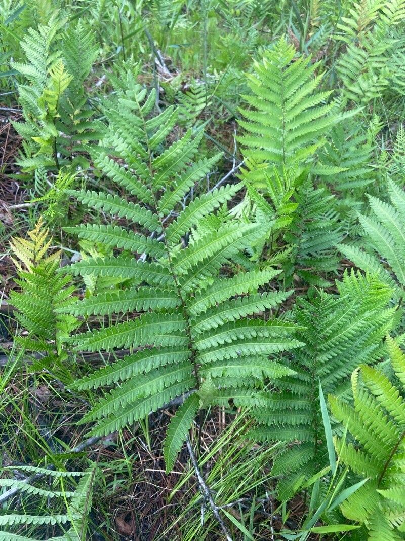 Woodwardia virginica — search result for 'Osmundastrum'