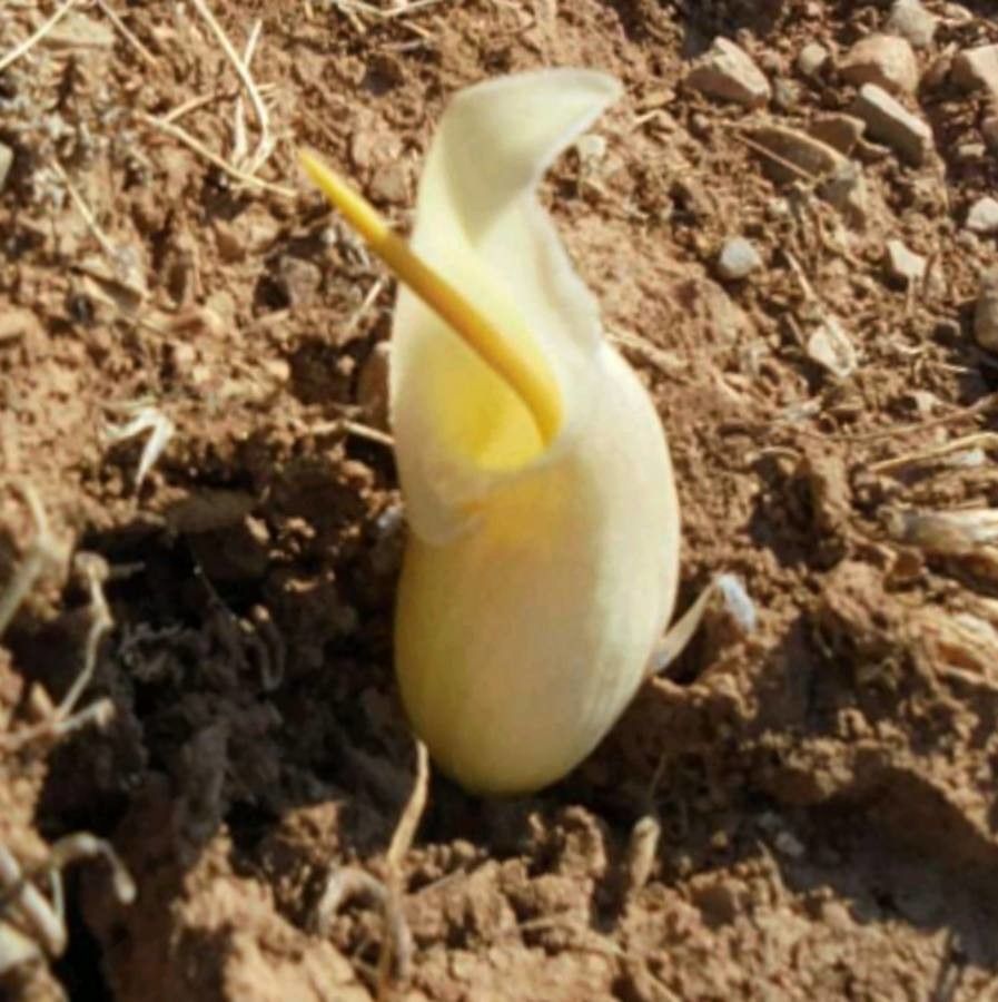 Biarum davisii — related species from the same genus