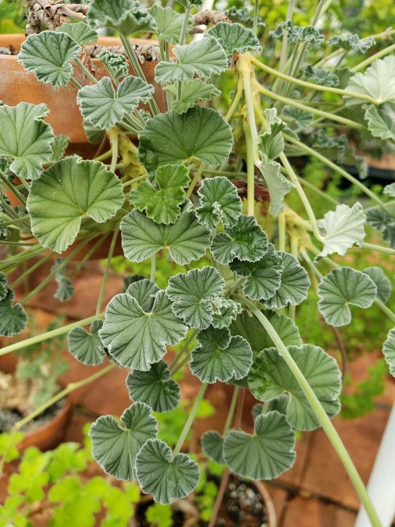 Pelargonium sidoides