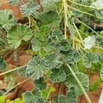 Pelargonium sidoides