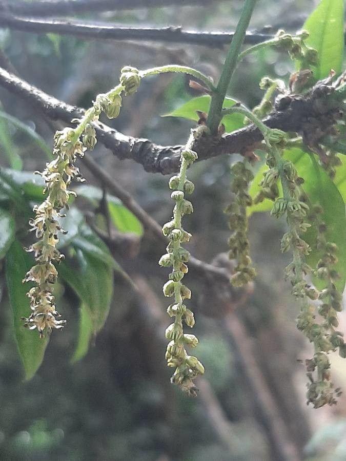 Quercus salicifolia — search result for 'Panama'