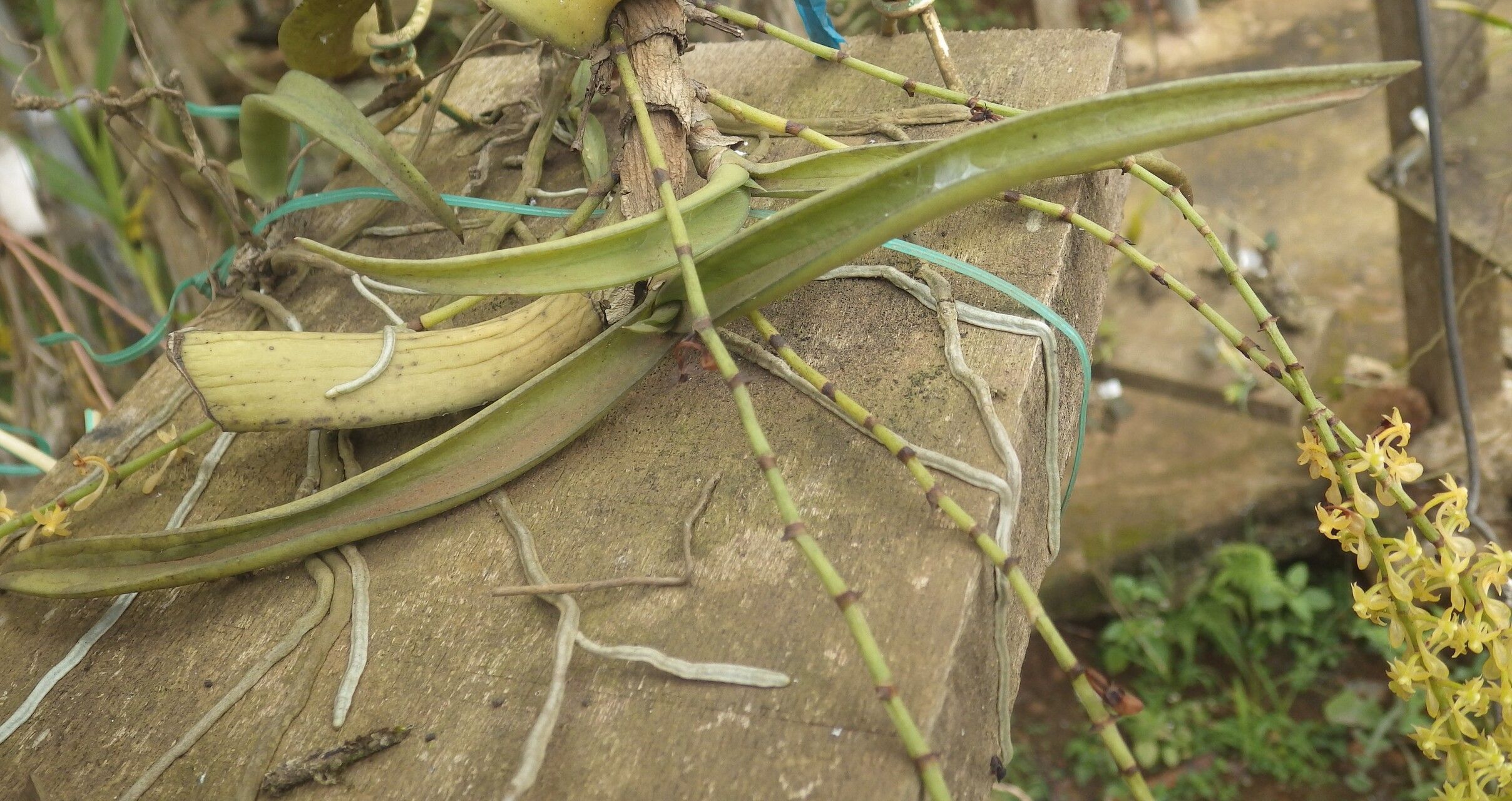 Diaphananthe vesicata — houseplant care guide