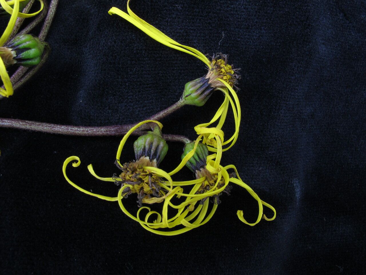 Ligularia amplexicaulis habit