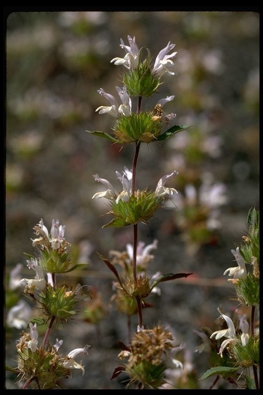 Acanthomintha lanceolata habit