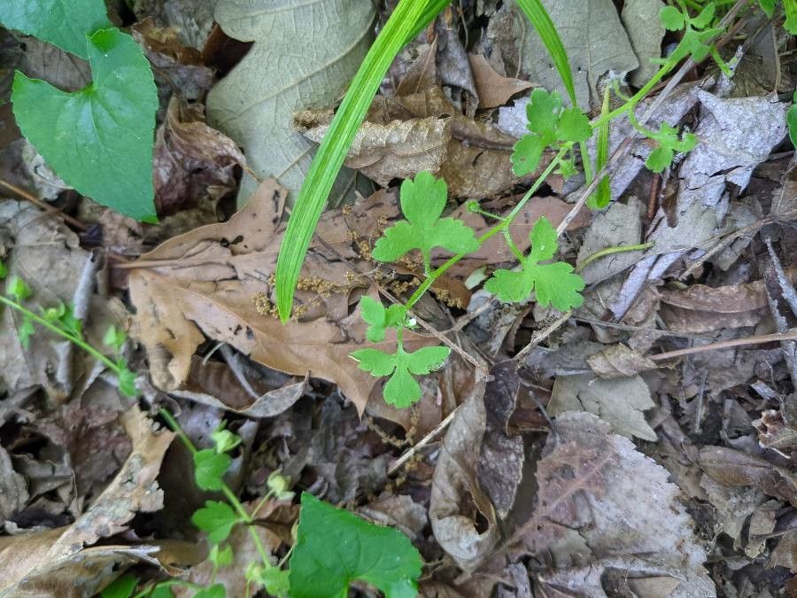Nemophila aphylla leaf