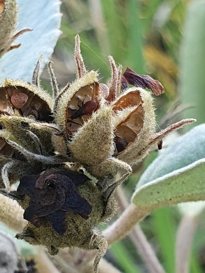 Melhania ovata fruit