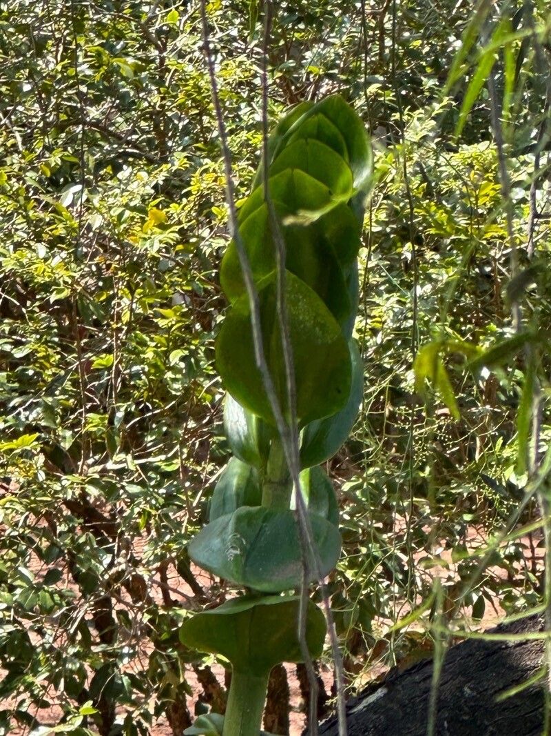 Vanilla inodora leaf