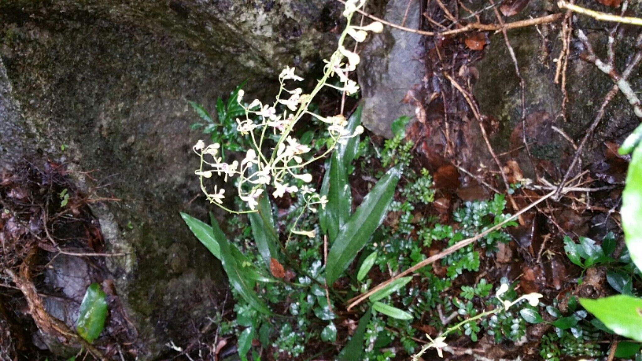 Eulophia petiolata habit