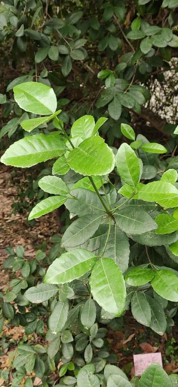 Elaeodendron croceum — search result for 'Elaeodendron'