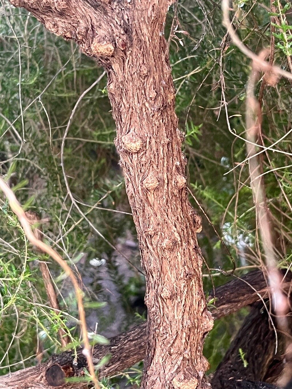 Melaleuca squarrosa bark