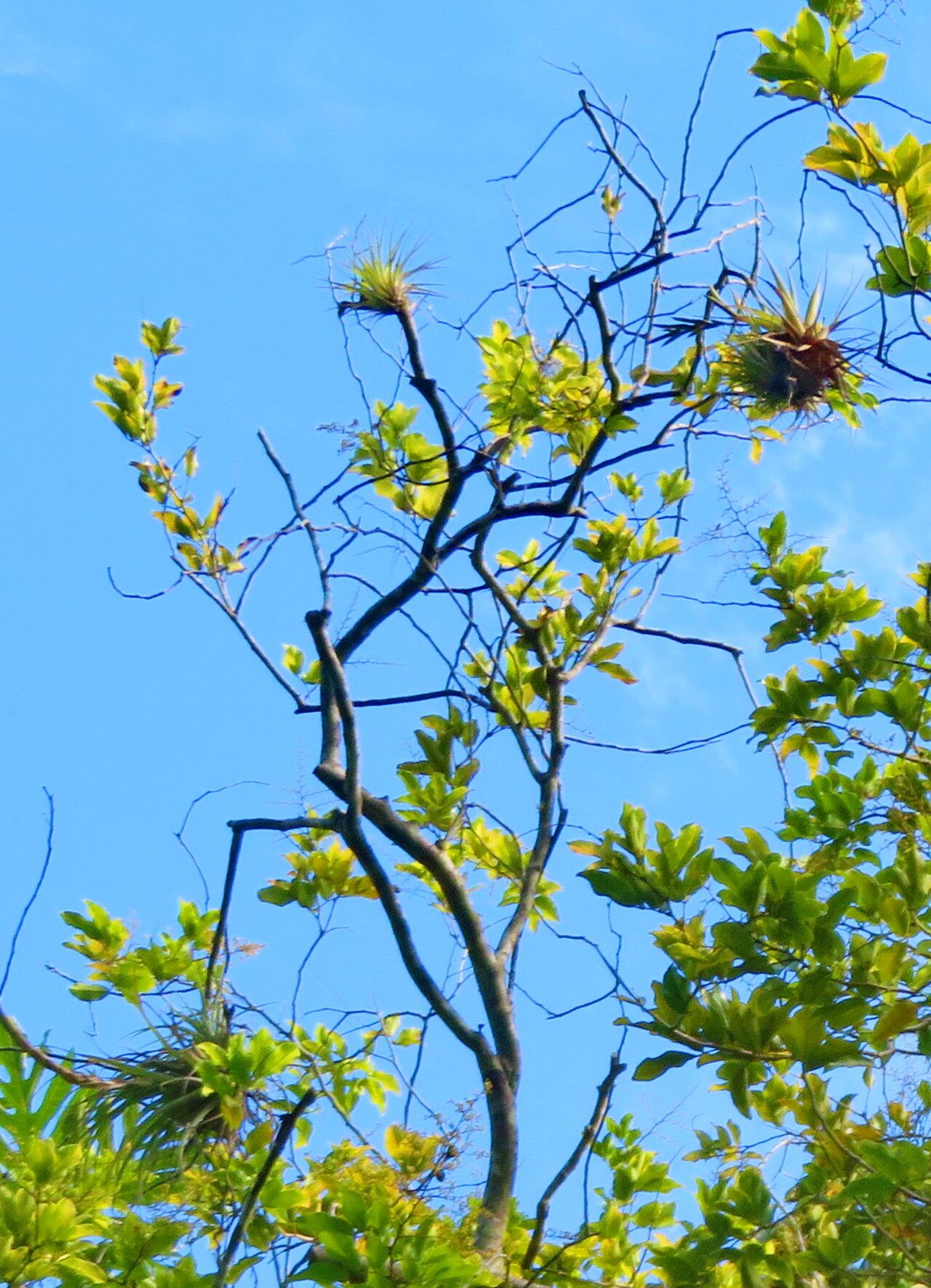 Dialium ovoideum habit