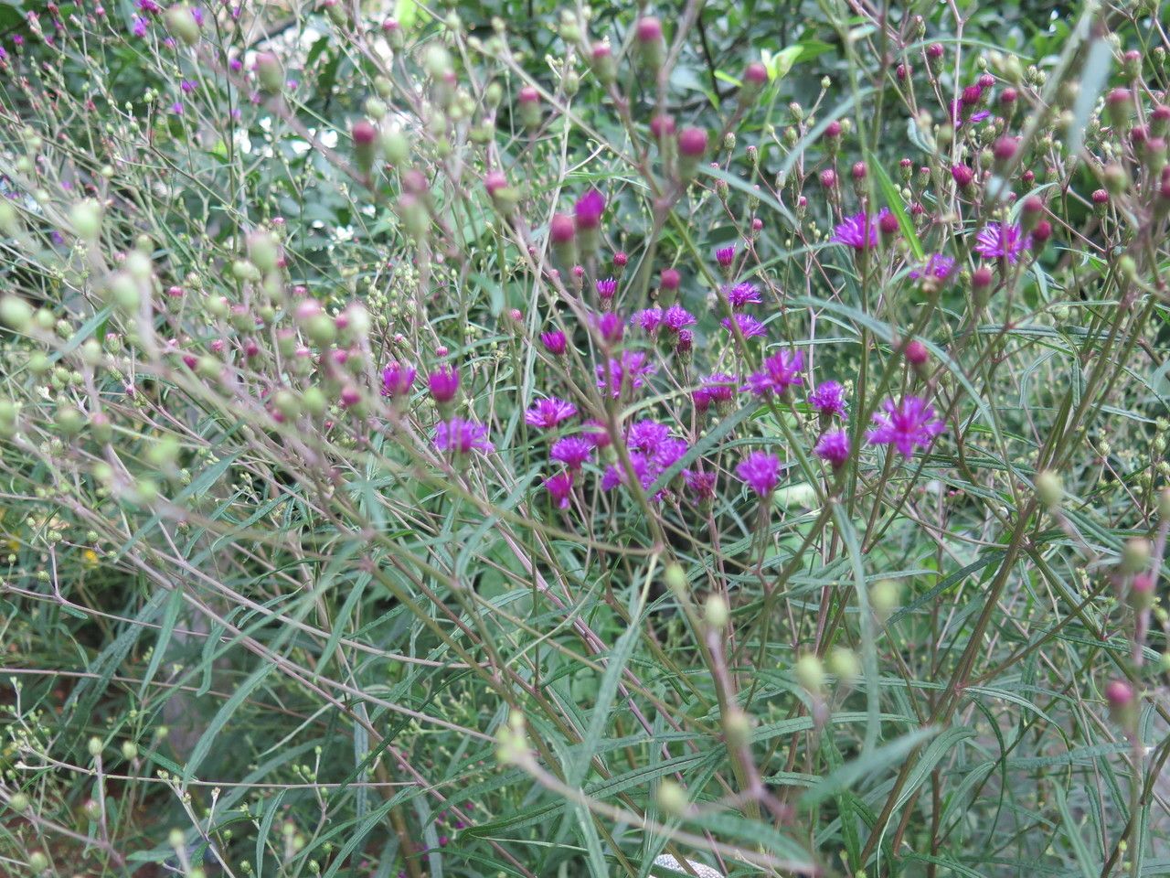 Vernonia angustifolia habit
