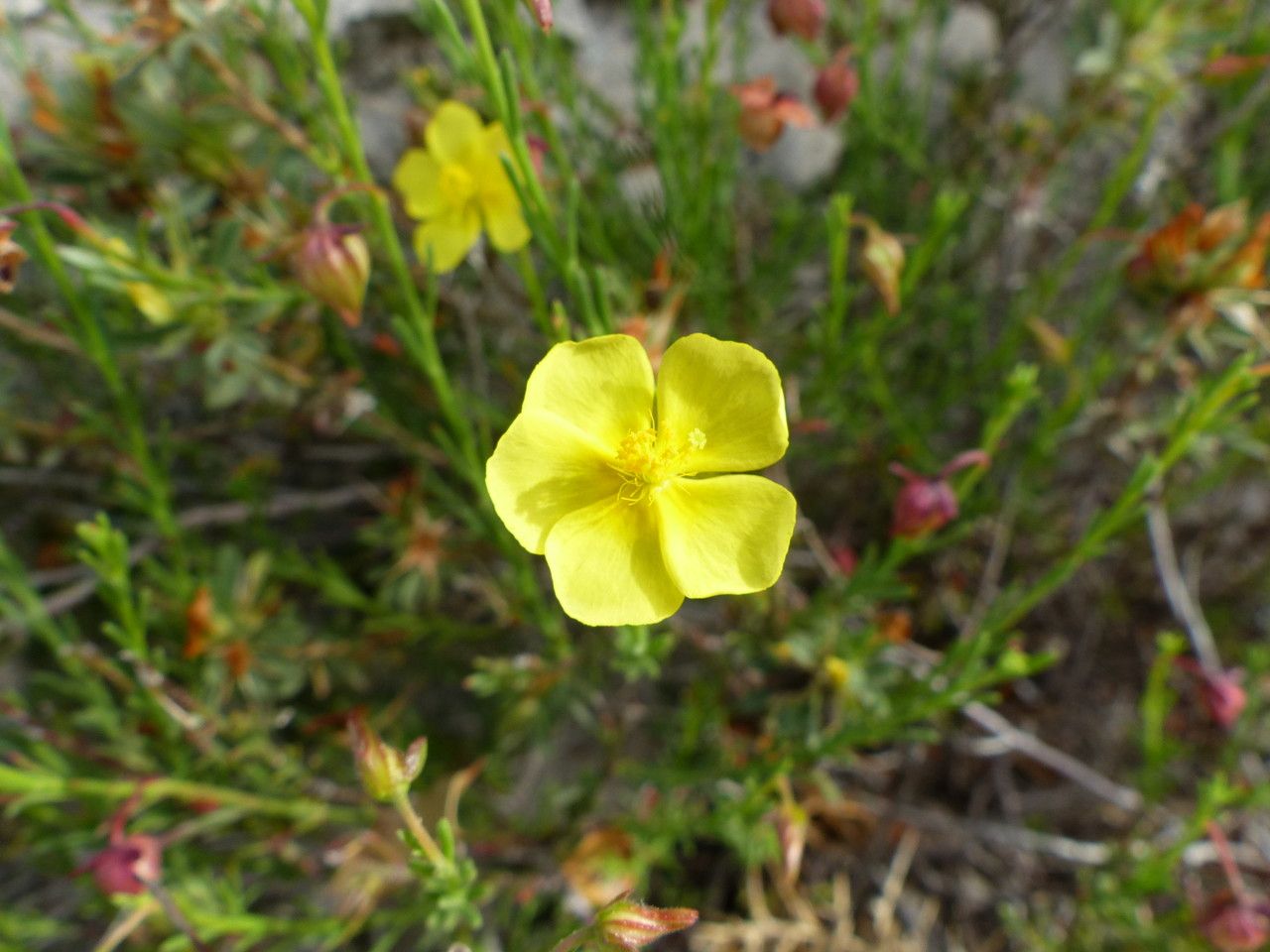 Fumana procumbens flower