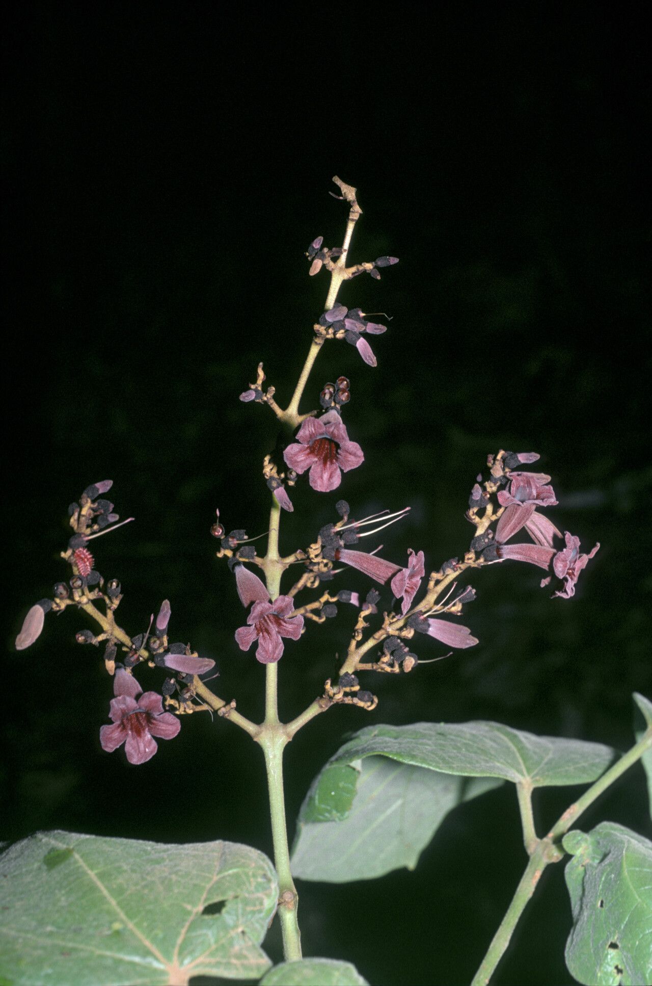 Fridericia mollis — houseplant care guide