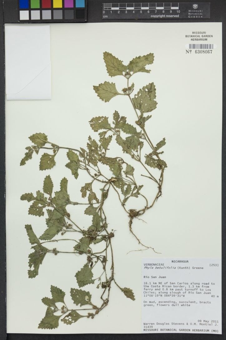 Phyla betulifolia other