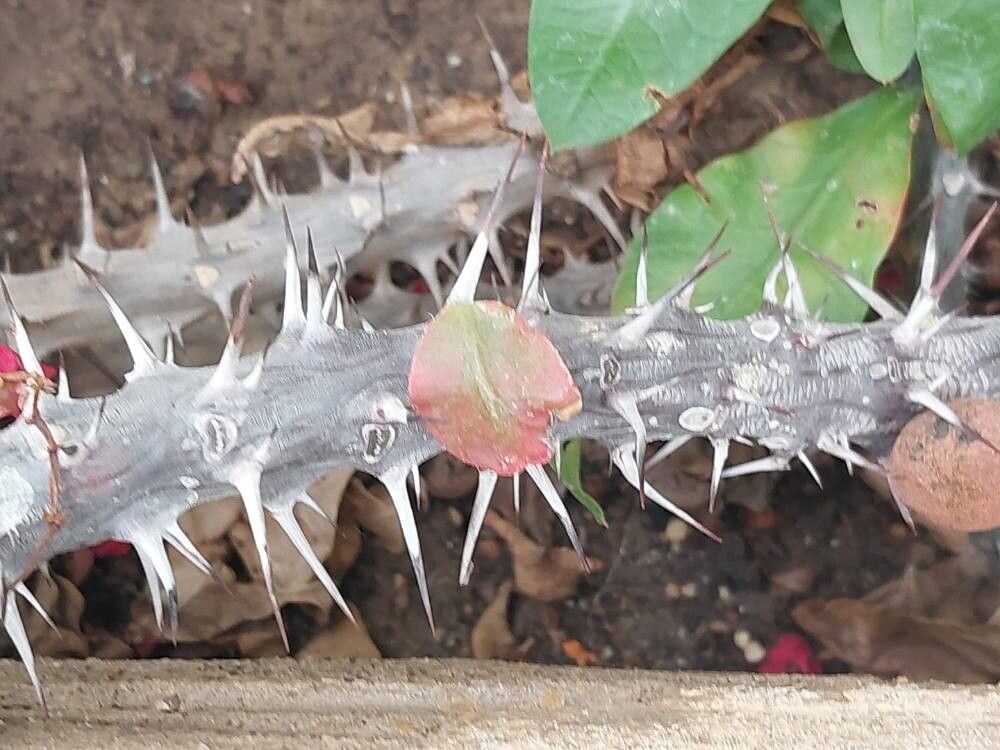 Euphorbia hislopii bark