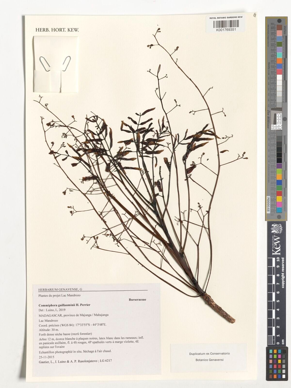 Commiphora guillauminii — search result for 'Commiphora'