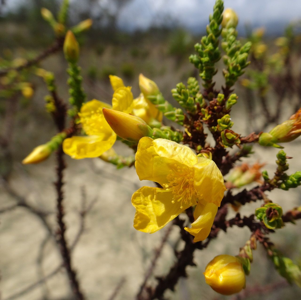 Hypericum goyanesii habit
