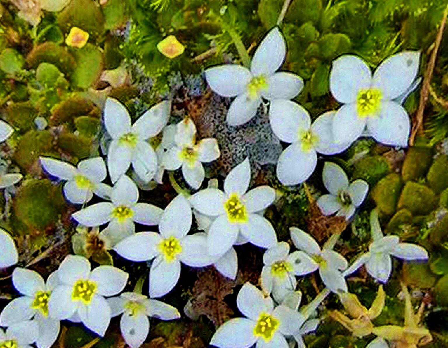 Houstonia procumbens