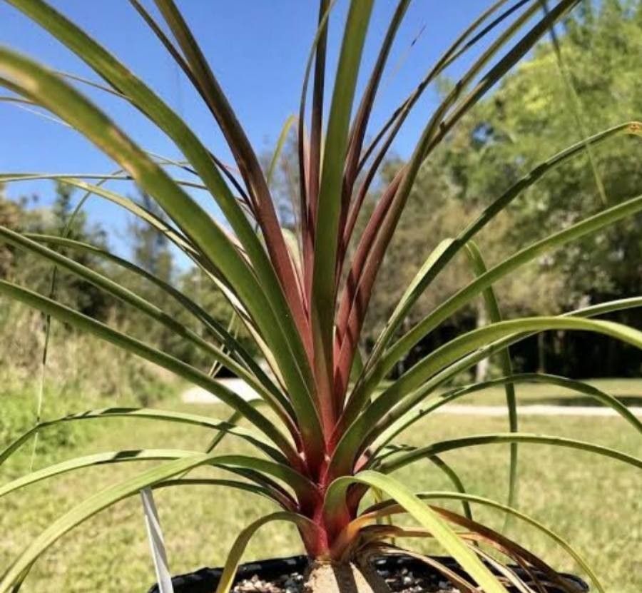 Beaucarnea sanctomariana — search result for 'Beaucarnea'