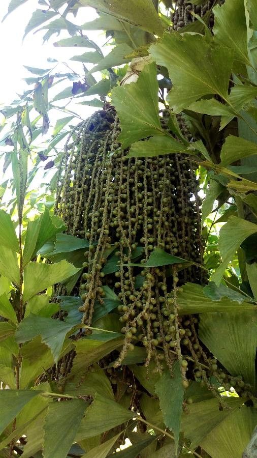 Caryota mitis fruit