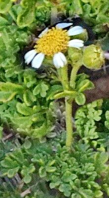 Eriophyllum ambrosiodes — related species from the same genus