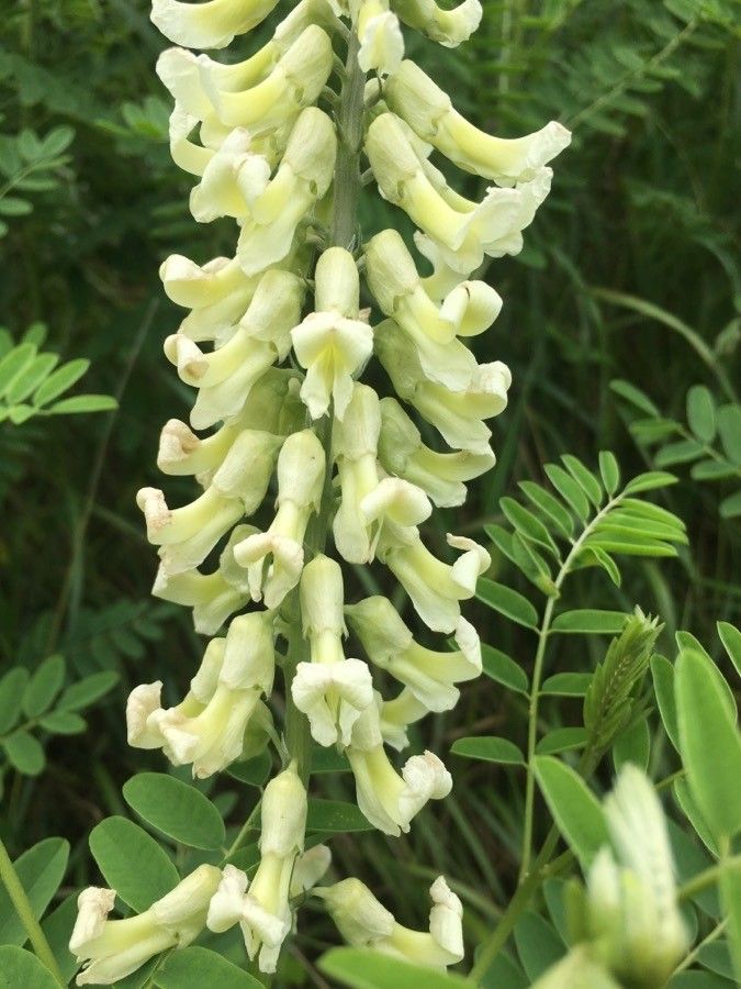 Astragalus canadensis flower