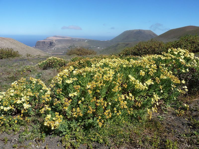 Argyranthemum maderense habit