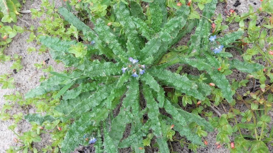 Anchusa arvensis leaf