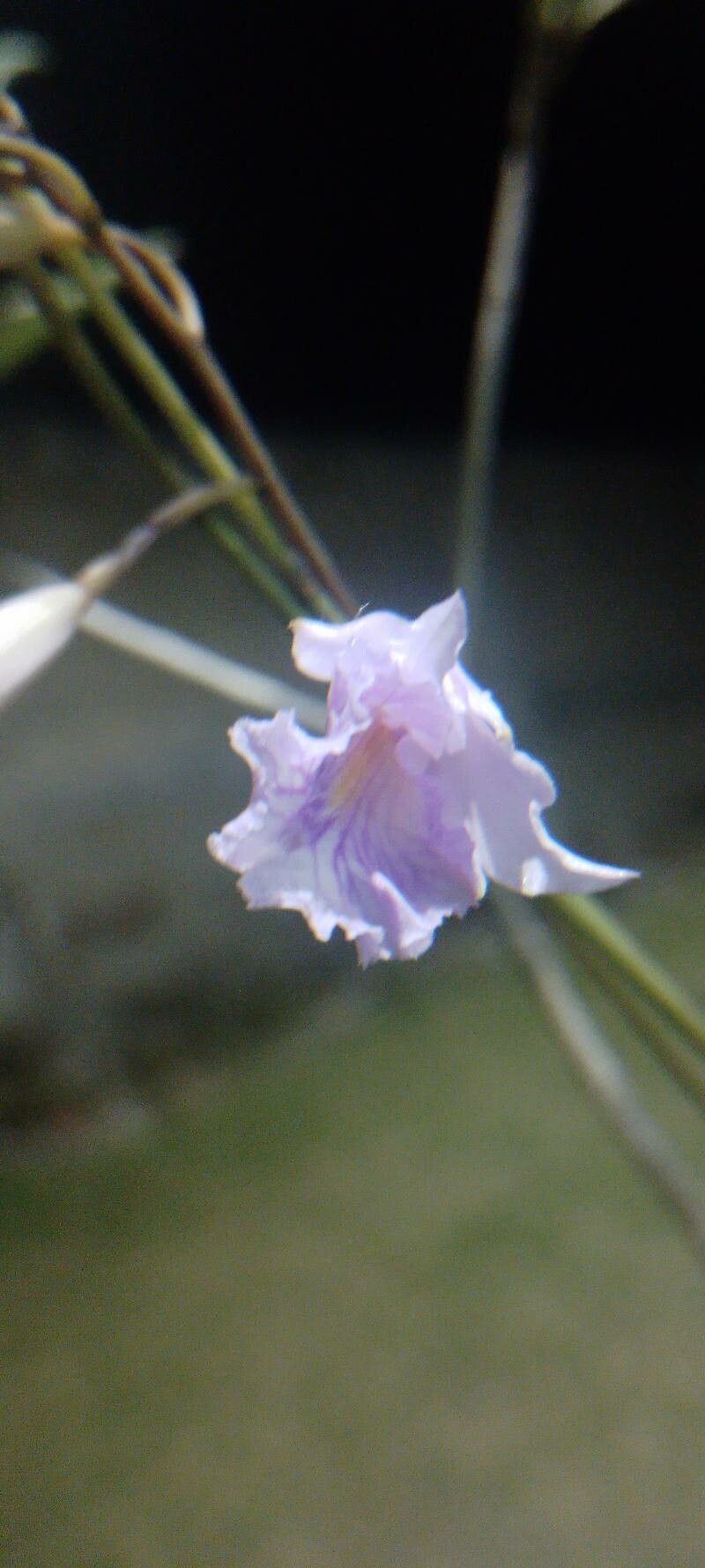 Broughtonia domingensis — related species from the same genus