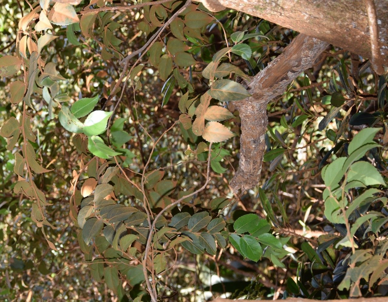 Xylosma capillipes habit