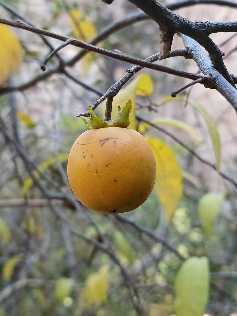 Diospyros montana fruit