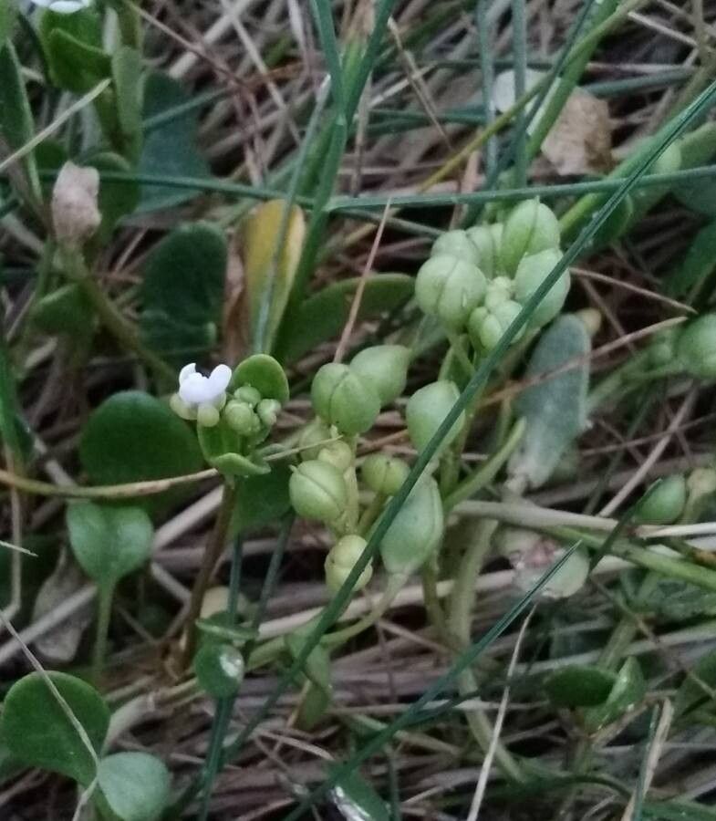 Cochlearia anglica fruit