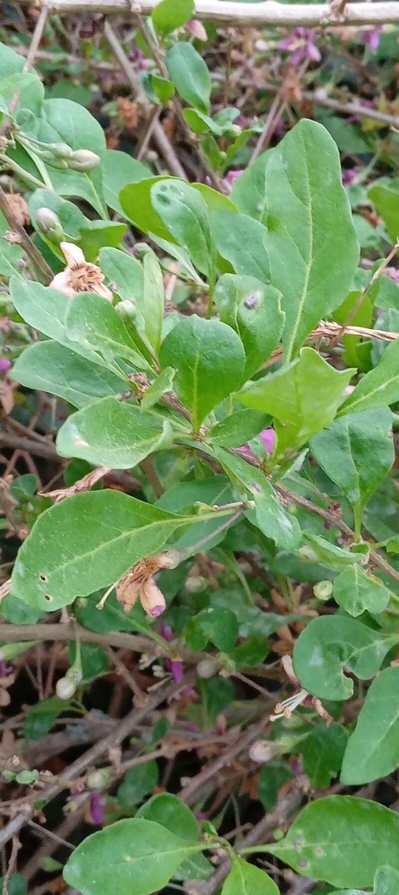 Lycium chinense — search result for 'Solanaceae'