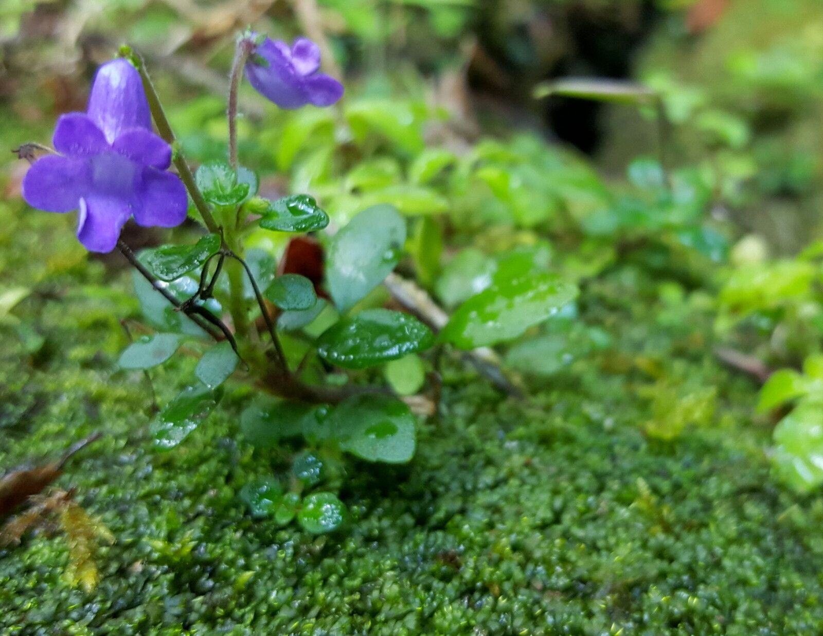 Streptocarpus madagascaricus flower