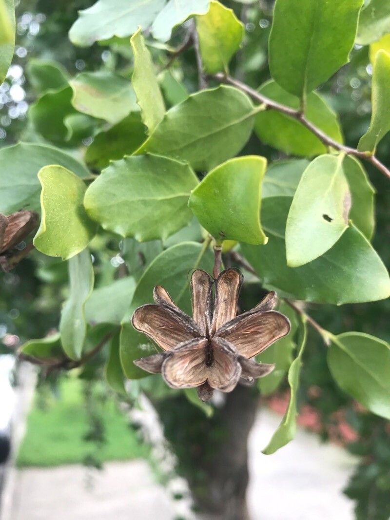 Quillaja saponaria flower
