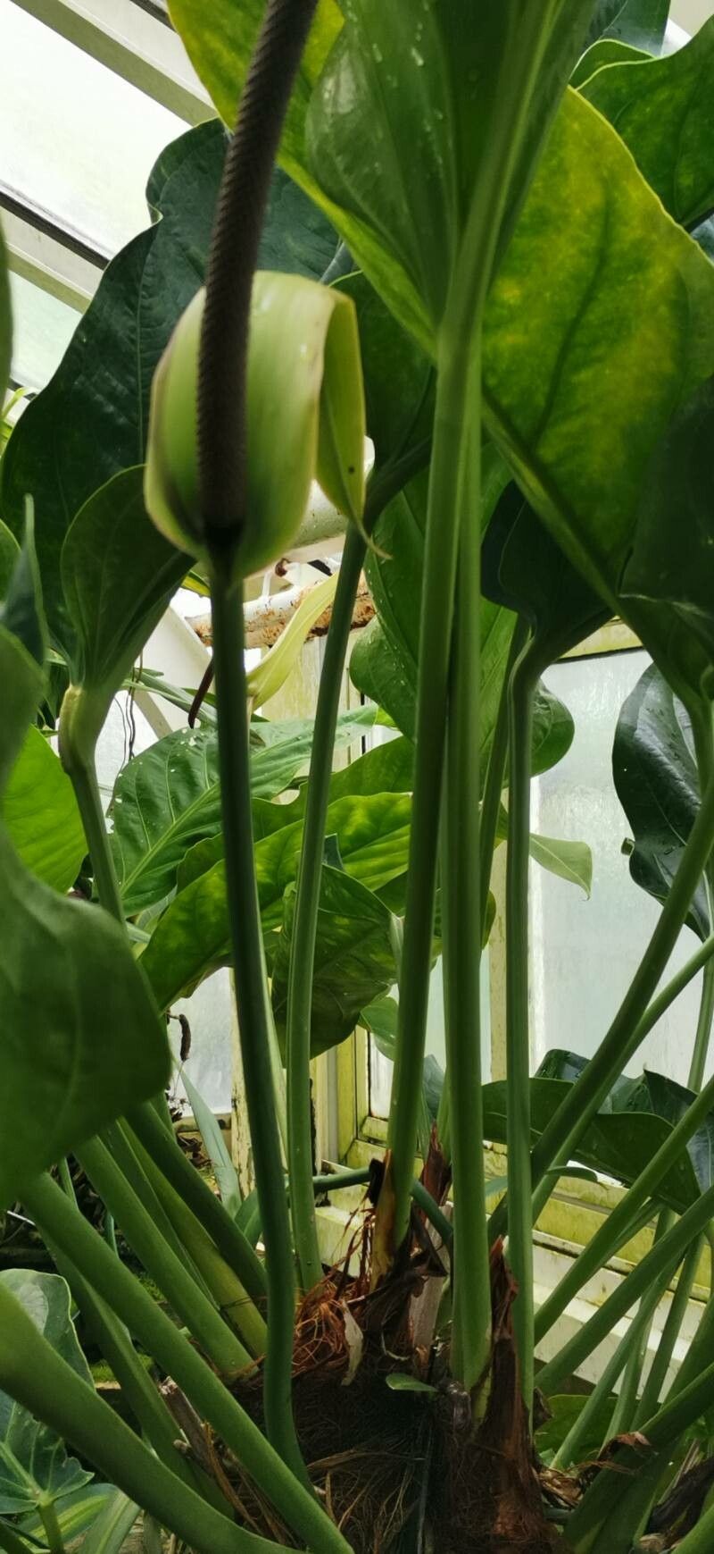 Anthurium wagenerianum flower