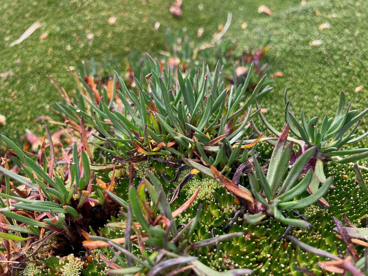 Werneria pygmaea leaf