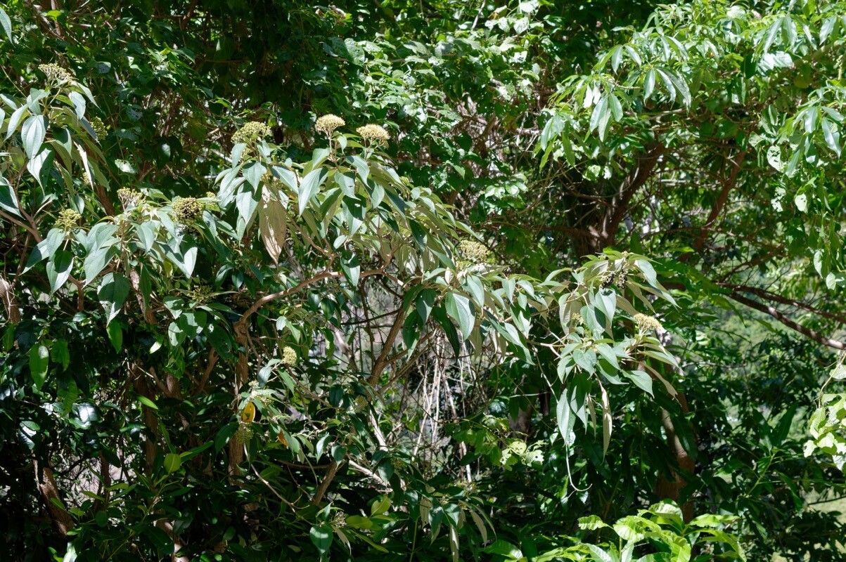 Miconia christophoriana habit