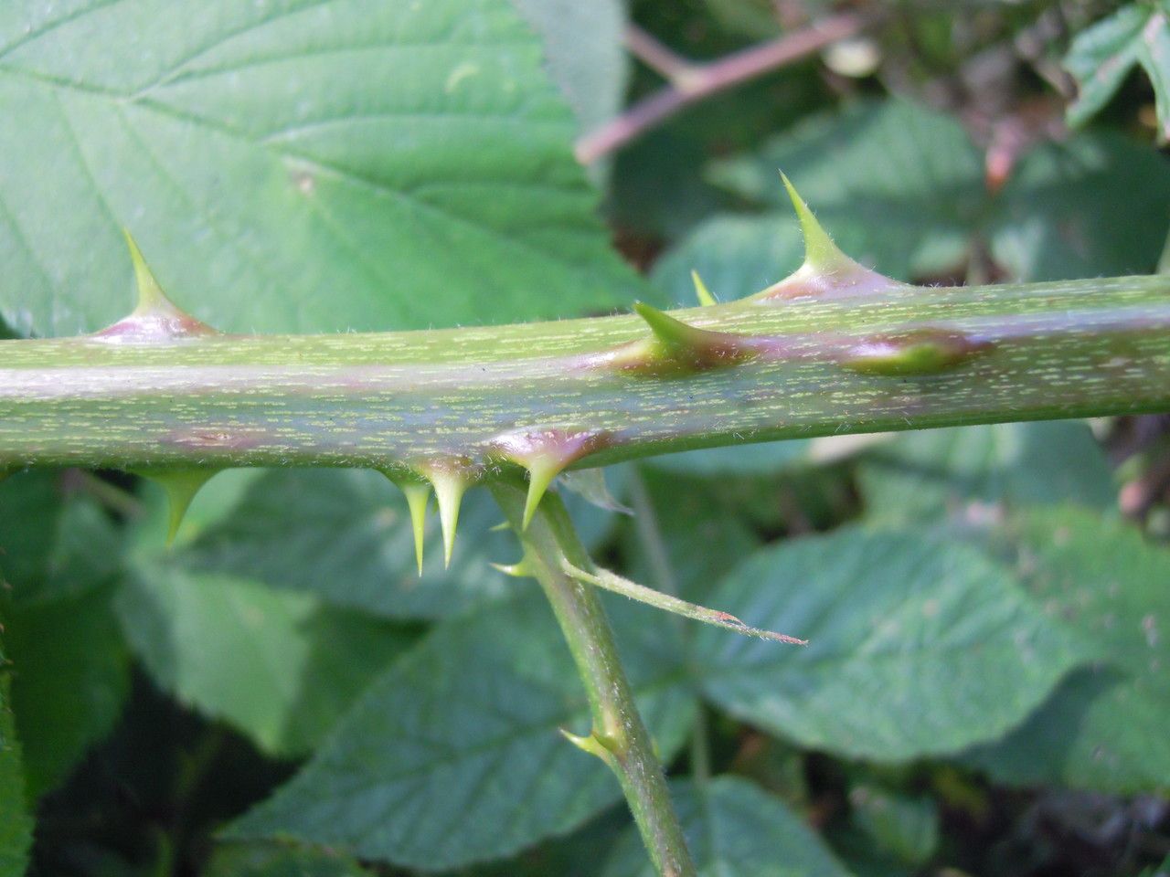 Rubus lindenbergii bark