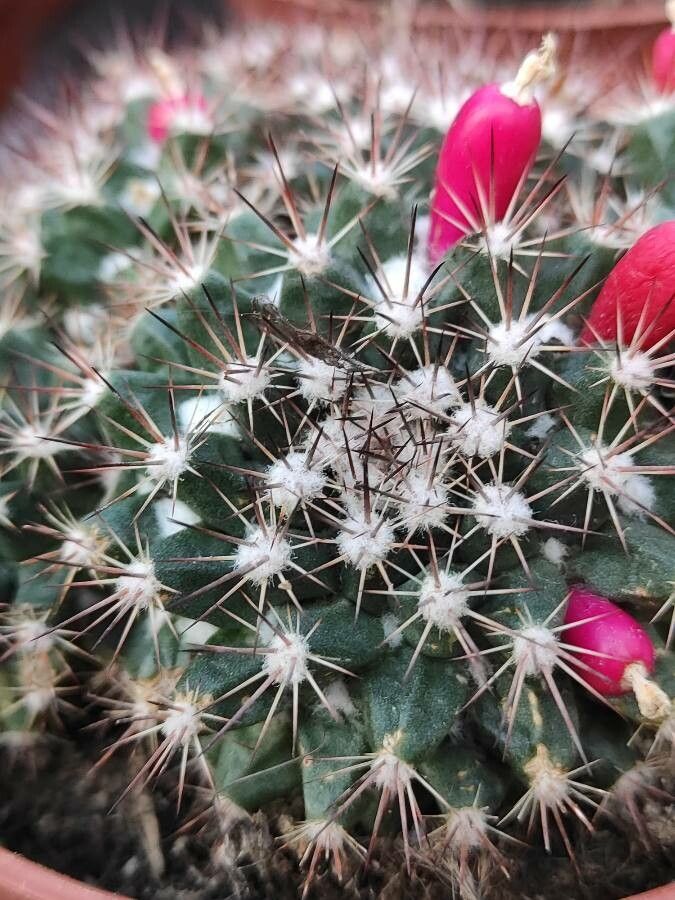 Mammillaria voburnensis bark
